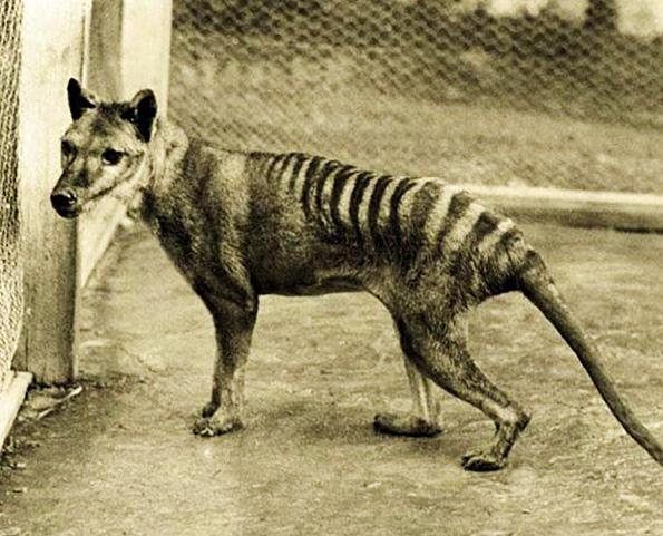 澳洲发现疑似“已灭绝物种”袋狼 学界着手大规模考察