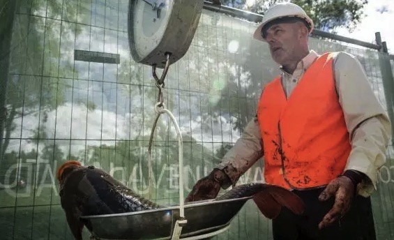 首都领地水生物学家马特·比泽尔（Matt Beitzel）在为鱼称重