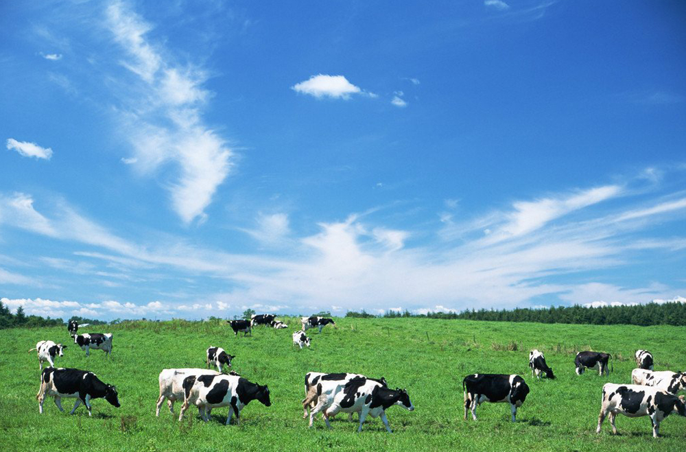 对澳农业投资风险预警 获得当地社区认同是关键 澳大利亚牧场