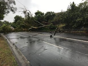 悉尼今晨遭遇狂风暴雨，交通大面积延误多架航班取消