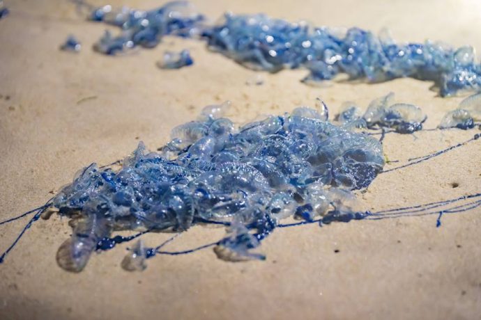 昆士兰海边出现大批蓝瓶(bluebottles)僧帽水母(图：昆士兰海上救生中心)