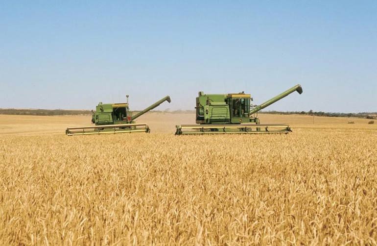 西澳天气高温干燥 威胁小麦产量前景 西澳天气高温干燥 威胁小麦产量前景