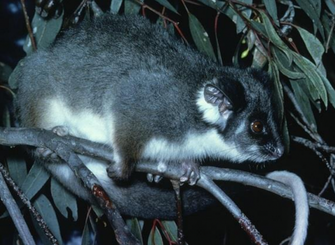 常见卷尾负鼠（学名：Pseudocheirus peregrinus）